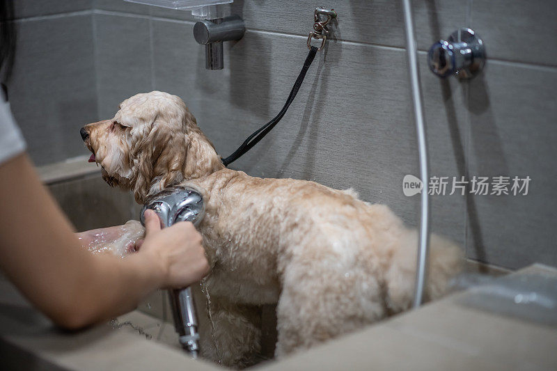 asian chinese female pet groomer with apron grooming a brown color toy poodle dog washing with sampoo